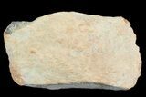 Achelousaurus Bone Fragment - Montana #71303-1